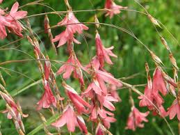Image result for Dierama formosum
