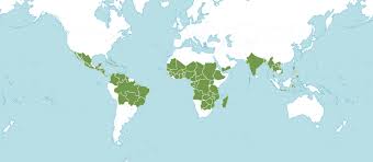 Image result for Andropogon fastigiatus