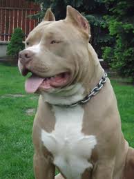 American bully puppies available now! Budkiss Lionstyle American Bully Kennel Home Facebook