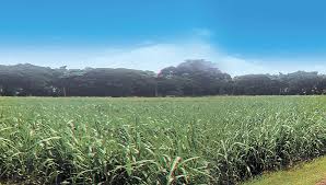 Concluzia evidenta a analizei solicitarilor de fonduri europene este ca apetitul pentru investitii in agricultura si dezvoltare rurala a romanilor este din ce in ce mai mare. Romania AsigurÄƒ 4 Din ProducÈ›ia AgricolÄƒ A Ue Agro Business