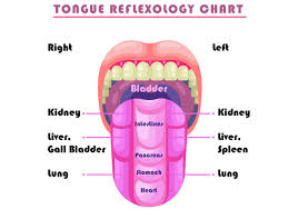 Tongue Reflexology Chart Vector Free Vector Download 380455