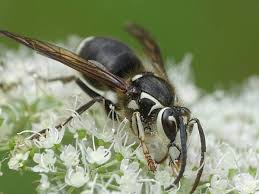 Check spelling or type a new query. Texas Wasps Pictures And Identification Green Nature