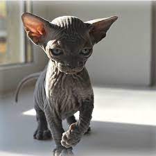 Awesome Pic D Double Tap Tag Your Friend Love It Would You Like To Wear Sphynx T Shirts Or Mugs Legging Grab Cute Hairless Cat Cats Sphynx Cat