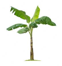 Image result for Musa paradisiaca