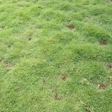 Selain digunakan pada lapangan olahraga, rumput manila juga cocok digunakan untuk mempercantik taman minimalis di rumah. 8 Jenis Rumput Taman Yang Paling Bagus Untuk Digunakan Di Rumah Rumah123 Com