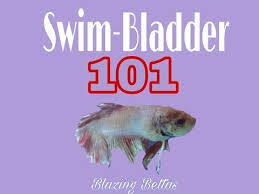 Swim Bladder 101 Betta Fish Blazing Bettas Youtube