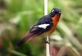 Tips membedakan decu jantan & betina dari trotolan. Burungcantik Com Kolektor Burung Kicau Cantik Langka