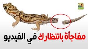 Check spelling or type a new query. Ø§Ù„ÙØ±Ù‚ Ø¨ÙŠÙ† Ø¨ÙŠØ¶ Ø§Ù„Ø£ÙØ§Ø¹Ù‰ ÙˆØ¨ÙŠÙ† Ø¨ÙŠØ¶ Ø§Ù„ÙˆØ²Øº Ø£Ùˆ Ø§Ù„Ø¨Ø±Øµ Ù…Ø¹ Ø§Ø­Ù…Ø¯ Ø§Ù„Ø¯ÙƒØ±ÙˆÙ†Ù‰