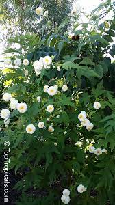 Montanoa bipinnatifida montanoa tomentosa mucuna argyrophylla mucuna pruriens muhlenbergia glabrata muhlenbergia microsperma n nama dichotumum. Montanoa Bipinnatifida Tree Chrysanthemum Pom Pom Tree Toptropicals Com