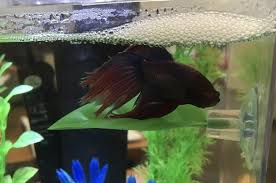 This image has dimension 1000x663 pixel and file size 0 kb, you can click the image above to see the large or full size photo. Just 26 Fintastic Things From Amazon To Buy Your Fish