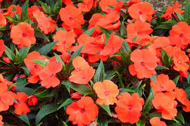 Image result for Impatiens keilii