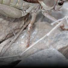 Image result for Emilia pseudactis