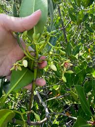 Image result for Rhizophora mucronata