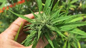 The flowering stage is triggered when your plants receive an equal amount of darkness and light each day. What Is The Impact Of Light On Cannabis Production Hort Americas