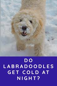 What size of labradoodle should i get? Do Labradoodles Get Cold At Night Labradoodle Home