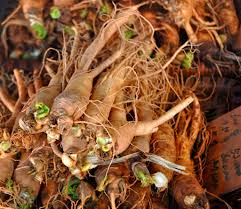 You can either collect the ripened berries from the plant, or plant them where you removed the root to grow more ginseng. 10 Health Benefits Of Panax Ginseng