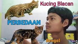 Ada 7 jenis kucing hutan, penulis mengulas beserta cara merawat dan menjinakkan kucing hewan ini hidup di pulau kalimantan dan sumatera. Perbedaan Kucing Hutan Dengan Bengal Youtube