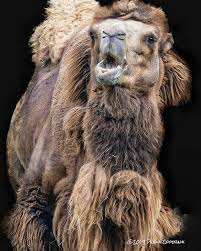 This camel is mostly seen in asia and travels the gobi desert. Pin On Birds And Other Wildlife
