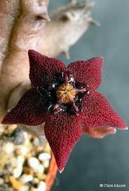 Image result for Orbea tapscottii