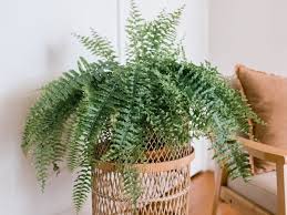 Hold the plant with your hand and fill around the base of the plant with the potting medium. Staghorn Fern Plant Care Growing Guide