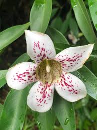 Image result for Rothmannia longiflora