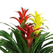 Check spelling or type a new query. 7 Amazing Tropical Blooms Green Fresh Florals Plants