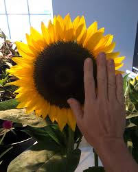 Maybe you would like to learn more about one of these? 7 Haus Flowers Home Facebook