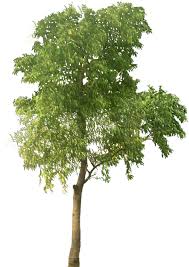 Image result for Acacia auriculiformis