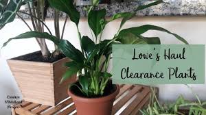 Lowe S Plant Haul Clearance Plants House Plants Plants Lowes Plants Garden Help