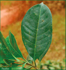 Image result for Petersianthus macrocarpus