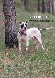 Bully Kutta Dog Breed Pakistani Mastiff Native Breed Org Giant dogs, big dogs, large dogs, beautiful dog breeds, beautiful dogs, le plus grand chien, kangal dog, belgian malinois dog, olde english bulldogge. bully kutta dog breed pakistani