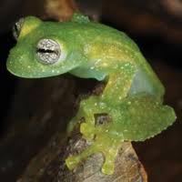 Image result for Centrolene heloderma