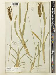 Image result for Eustachys