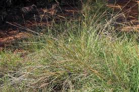Image result for Bothriochloa bladhii