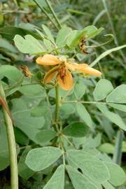 Image result for Senna singueana