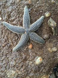 Image result for Thesium asterias