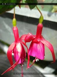 A M Larwick Fuchsiafinder Fuchsia Flower Fuchsia Flowers