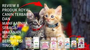 Manfaat kuning telur untuk kucing. Review 8 Produk Royal Canin Terbaru Dan Manfaatnya Sebagai Makanan Kucing Bernutrisi Tinggi Youtube