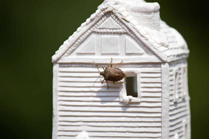 4 DIY Stink Bug Traps That Actually Work, According to Bug Pros