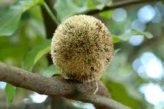 Image result for Treculia