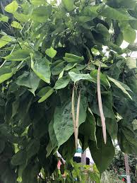 Image result for Catalpa