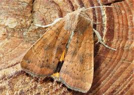 Image result for Noctua interjecta