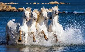 Stunning Images Show Wild Horses As They Gallop Through Lagoons Caters News Agency