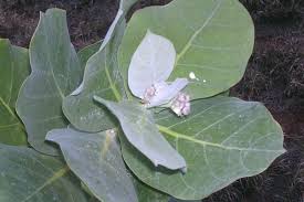 Image result for Calotropis gigantea