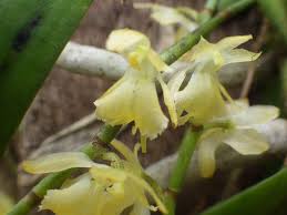 Image result for Rhipidoglossum