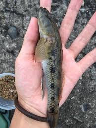 おい、それ「ヒネハゼ」じゃないぜ。「ウロハゼ」の生態・釣り方・料理法を解説する | ORETSURI