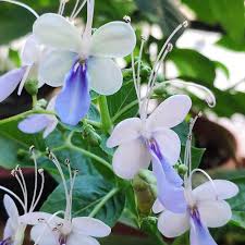 Image result for Rotheca wildii