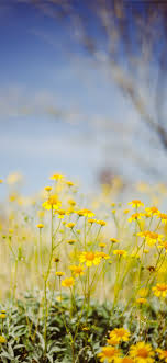 Iphone 2g, iphone 3g, iphone 3gs: Yellow Flower Field Under Blue Sky During Daytime Iphone 11 Wallpapers Free Download