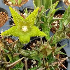 Image result for Orbea dummeri