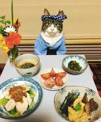 With the music spinning, the dance floor rocking, and cocktails flowing, this fiesta should not be missed Cat Wears Cute Outfits For Dinner Dates With His Mom The Dodo
